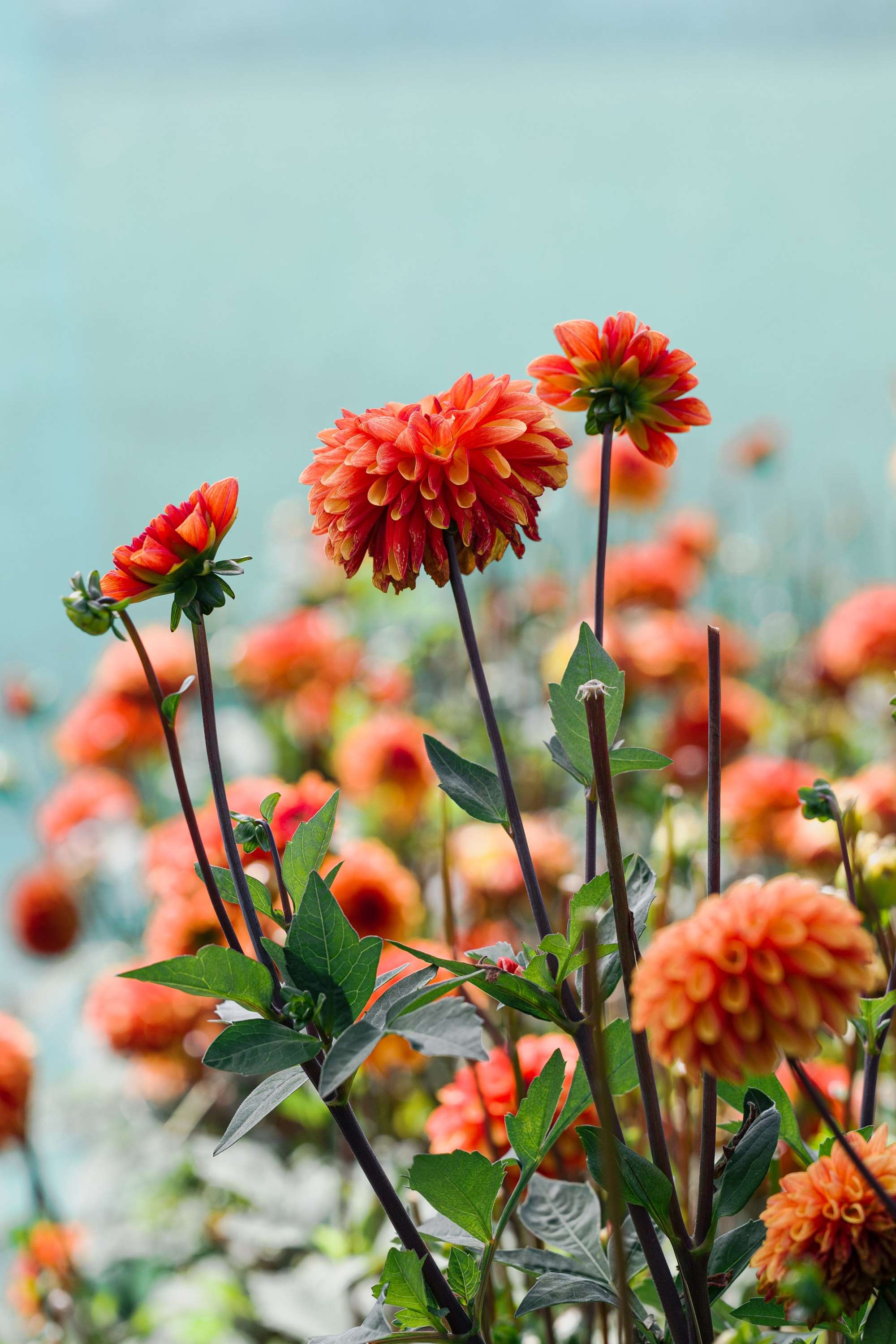 Dahlia 'American Sunset'